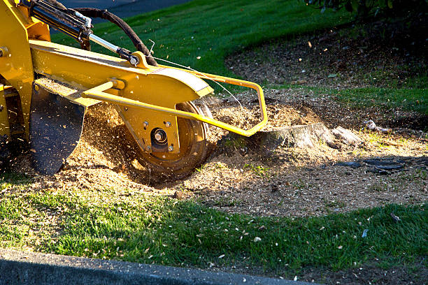 How Our Tree Care Process Works  in  Princeton, IL